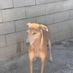 Galgo Pirata, 07/2020, ca. 60 cm