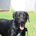 Mischling Polo, 08/2024, ca. 65 cm