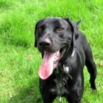 Mischling Polo, 08/2024, ca. 65 cm