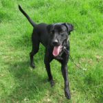 Mischling Polo, 08/2024, ca. 65 cm