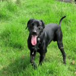 Mischling Polo, 08/2024, ca. 65 cm