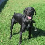 Mischling Polo, 08/2024, ca. 65 cm