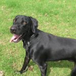 Mischling Polo, 08/2024, ca. 65 cm