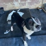 Mischling Pura, 11/2019, ca. 65 cm