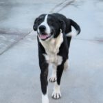 Mischling Pura, 11/2019, ca. 65 cm