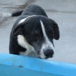 Mischling Pura, 11/2019, ca. 65 cm