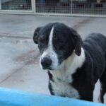 Mischling Pura, 11/2019, ca. 65 cm