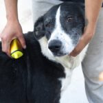 Mischling Pura, 11/2019, ca. 65 cm