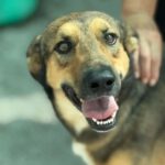 Mischling Rabote, 07/2024, Größe ca. 65 cm