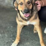 Mischling Rabote, 07/2024, Größe ca. 65 cm