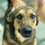 Mischling Rabote, 07/2024, Größe ca. 65 cm