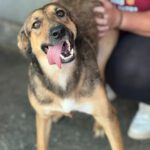 Mischling Rabote, 07/2024, Größe ca. 65 cm