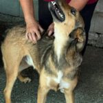 Mischling Rabote, 07/2024, Größe ca. 65 cm