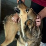 Mischling Rabote, 07/2024, Größe ca. 65 cm