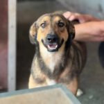 Mischling Rabote, 07/2024, Größe ca. 65 cm