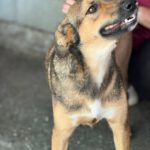 Mischling Rabote, 07/2024, Größe ca. 65 cm