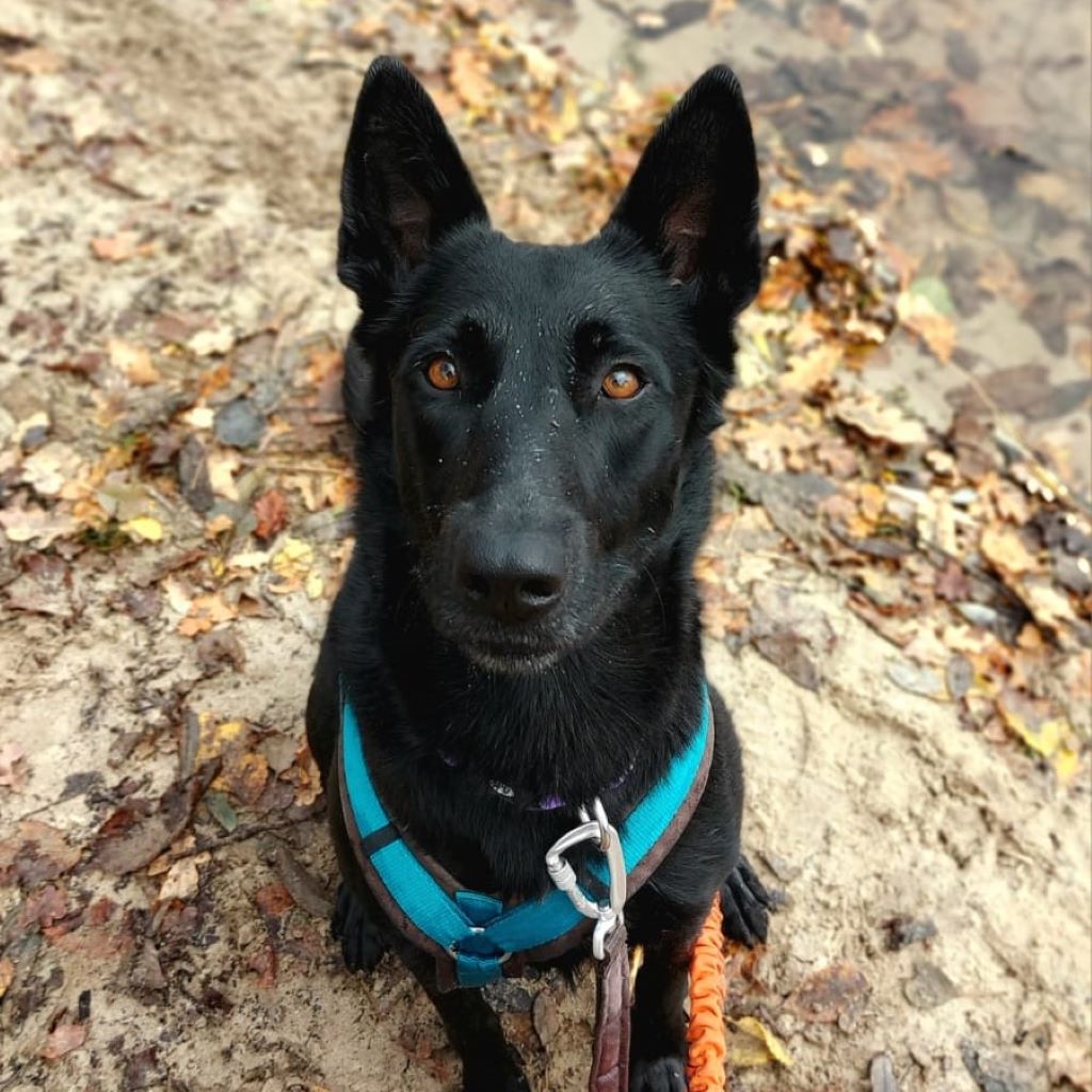 Malinois Mischling Rachel, 10/2022, ca. 58 cm, 13509 Berlin