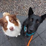 Malinois Mischling Rachel, 10/2020, ca. 58 cm, 13509 Berlin