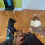 Malinois Mischling Rachel, 10/2020, ca. 58 cm, 13509 Berlin