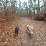 Malinois Mischling Rachel, 10/2020, ca. 58 cm, 13509 Berlin