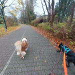 Malinois Mischling Rachel, 10/2020, ca. 58 cm, 13509 Berlin