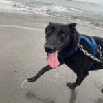 Malinois Mischling Rachel, 10/2020, ca. 58 cm, 13509 Berlin