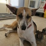 Mischling Raybent, 06/2016, ca. 55 cm