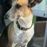 Mischling Raybent, 06/2016, ca. 55 cm