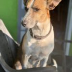 Mischling Raybent, 06/2016, ca. 55 cm