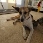 Mischling Raybent, 06/2016, ca. 55 cm