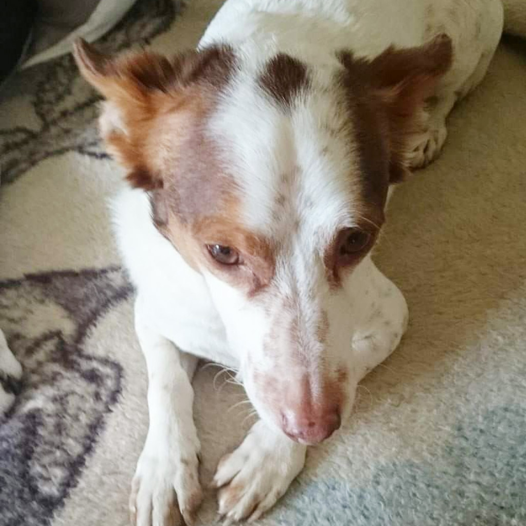 Regenbogenbrücke Paquito - SALVA Hundehilfe e.V: