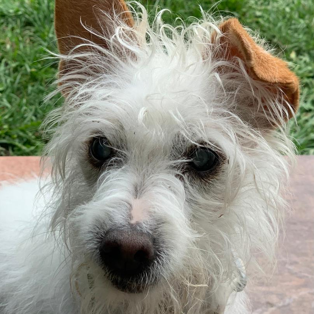 Regenbogenbrücke Rossi / Leni - SALVA Hundehilfe e.V.