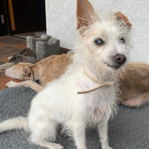 Regenbogenbrücke Rossi / Leni - SALVA Hundehilfe e.V.