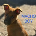 Malinois-Podenco-Mischling Reiner, 08/2025, Endgröße ca. 50-55 cm