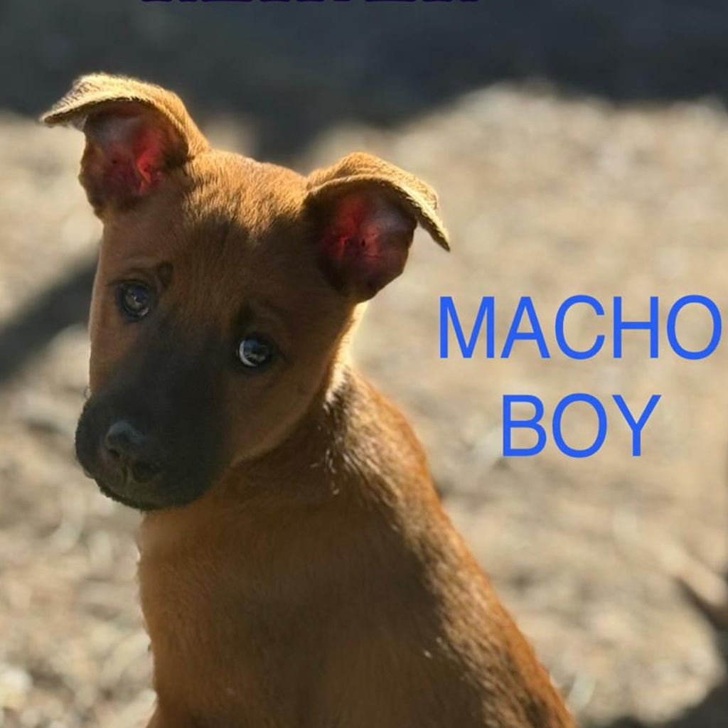 Malinois-Podenco-Mischling Reiner, 08/2025, Endgröße ca. 50-55 cm