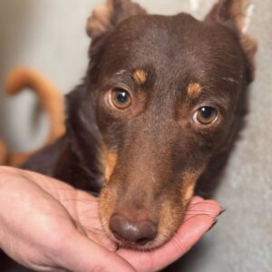 Podenco Remo, 07/2023, ca. 40 cm
