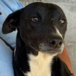 Mischling Rhona, 12/2024, ca. 45 cm