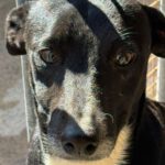 Mischling Rhona, 12/2024, ca. 45 cm