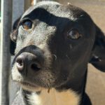 Mischling Rhona, 12/2024, ca. 45 cm