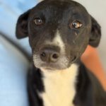 Mischling Rhona, 12/2024, ca. 45 cm