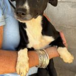 Mischling Rhona, 12/2024, ca. 45 cm