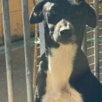 Mischling Rhona, 12/2024, ca. 45 cm