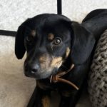 Mischling Ricardo, 10/2024, ca. 40 cm, 06132 Halle