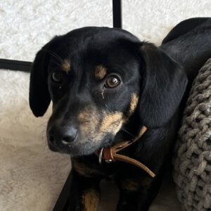 Mischling Ricardo, 10/2024, ca. 40 cm, 06132 Halle