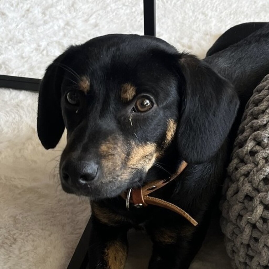 Mischling Ricardo, 10/2024, ca. 40 cm, 06132 Halle