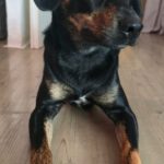 Mischling Ricardo, 10/2024, ca. 40 cm, 06132 Halle