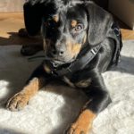 Mischling Ricardo, 10/2024, ca. 40 cm, 06132 Halle