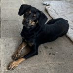 Mischling Ricardo, 10/2024, ca. 40 cm, 06132 Halle