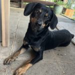 Mischling Ricardo, 10/2024, ca. 40 cm, 06132 Halle