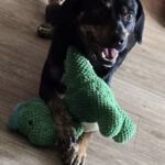 Mischling Ricardo, 10/2024, ca. 40 cm, 06132 Halle